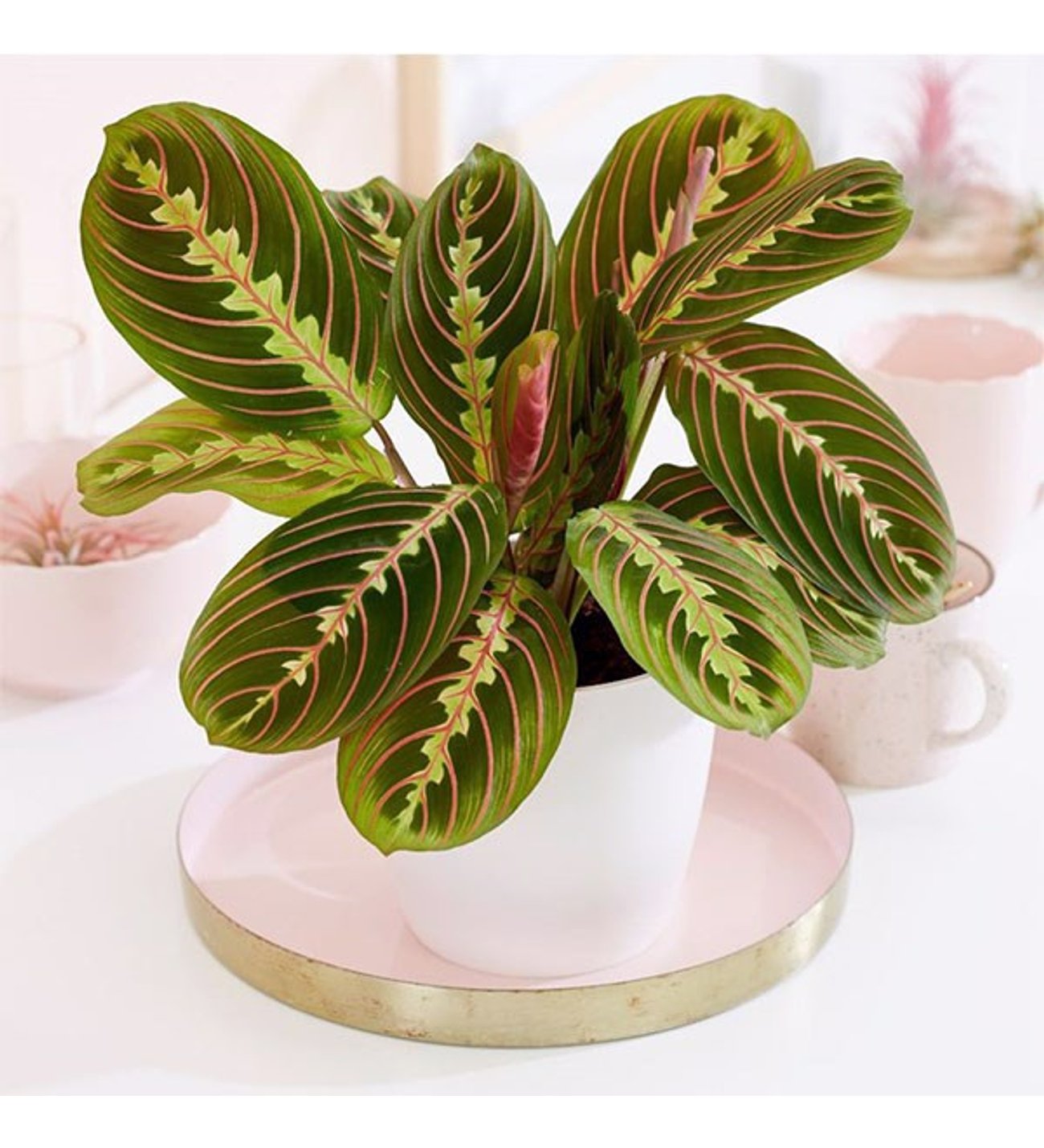 Kalatya (Tavus Kuşu) Çiçeği