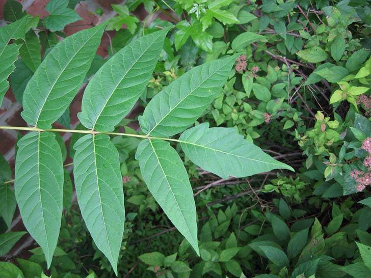 Kokar Ağaç Kokar Ağaç