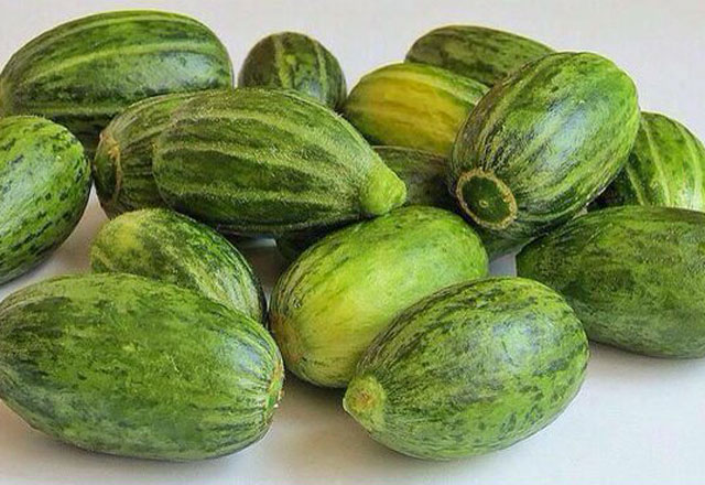 Şelengonun Faydaları