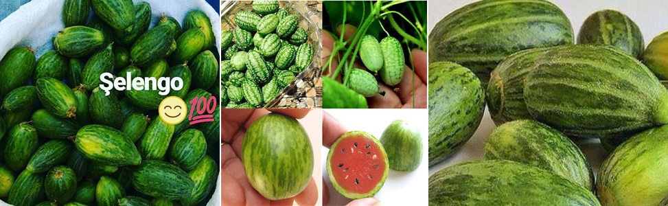 Şelengo nedir?