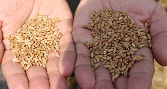 Buğdayda Tohum İlaçlaması Neden Ve Ne Zaman Yapılır?