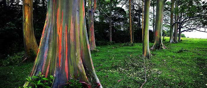 Okaliptus Ağacı Nedir? Okaliptus Ağacı