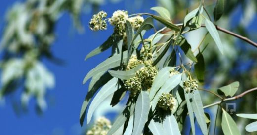 Okaliptus Ağacı Nedir? Okaliptus Ağacı