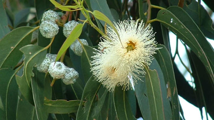 Okaliptus Ağacı Nedir? Okaliptus Çiçeği