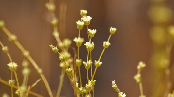 Dağ Çayının Faydaları Ve Zararları Nelerdir?