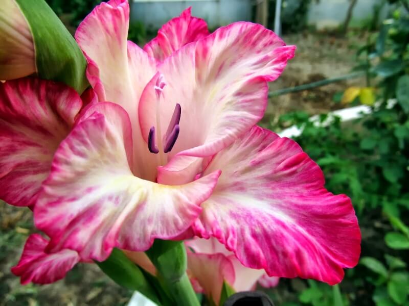 Glayöl Yetiştiriciliği