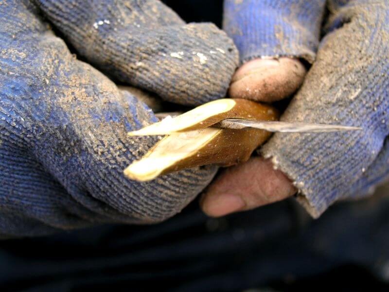 Dilcikli Aşı Nasıl Yapılır?