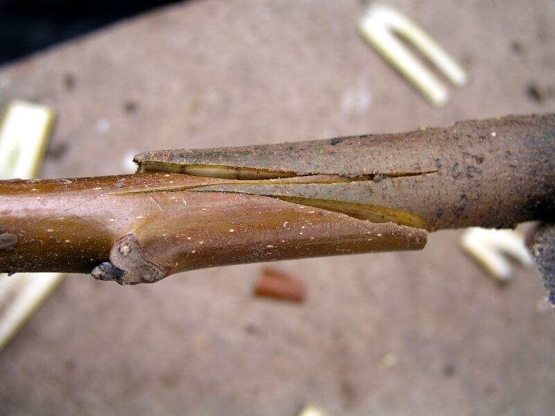 Dilcikli Aşı Nasıl Yapılır?