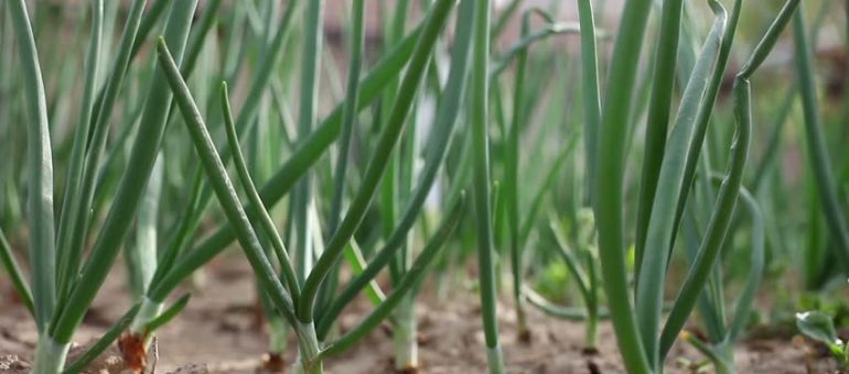 Soğan Tarımı Nasıl Yapılır? Soğan Tarımı Nasıl Yapılır?