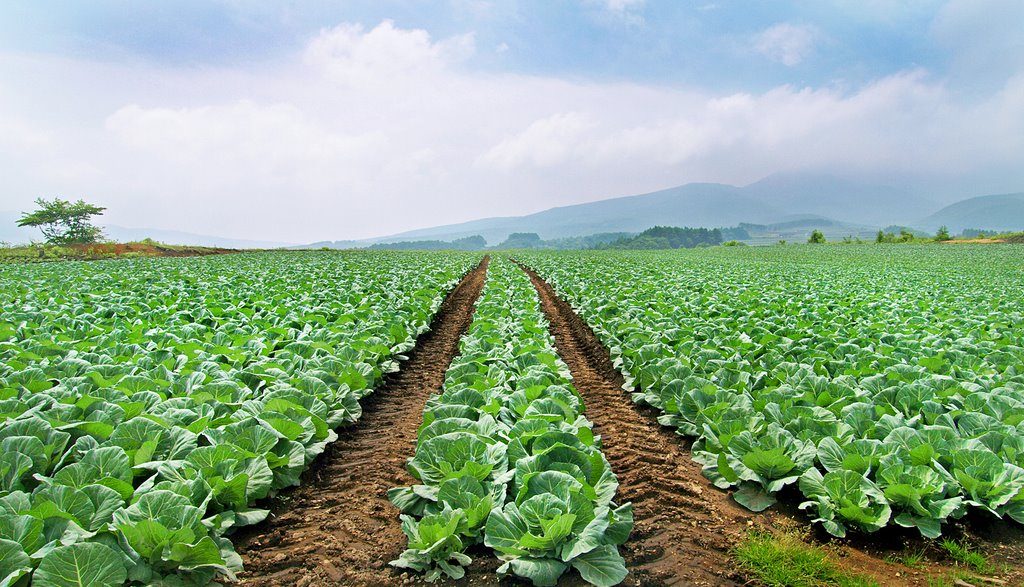 Lahana Yetiştiriciliği Nasıl Yapılır?