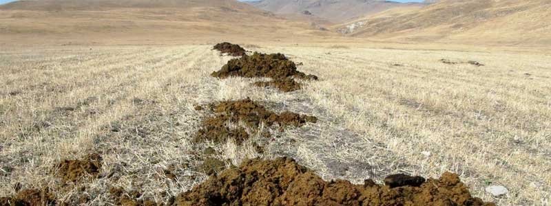 Tarımda Kullanılan Ahır Gübreleri Nelerdir? Ahır Gübreleri
