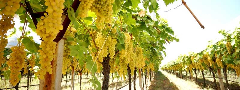 Bağcılıkta Dengeli Gübreleme