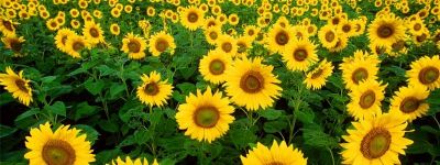 Ayçiçeğinde Dengeli Gübreleme