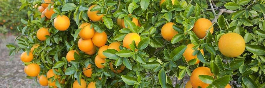 Turunçgillerde Gübreleme