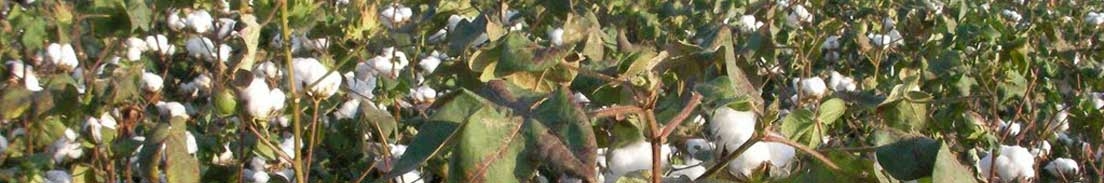 Pamukta Gübreleme Ne Zaman Ve Nasıl Yapılır? Pamukta Gübreleme Önerileri