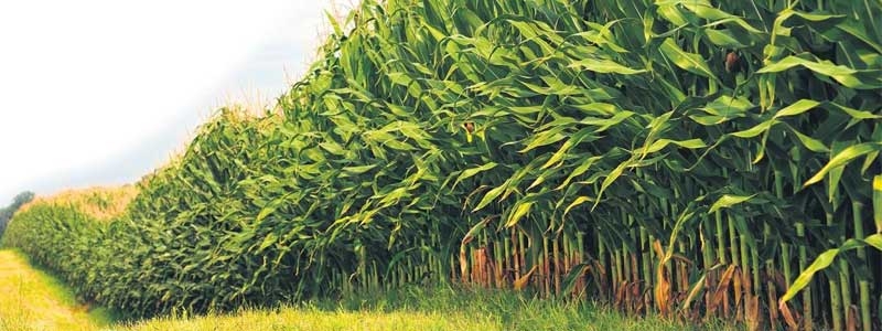 Bitki Beslemede Gerekli Besin Elementleri Nelerdir?