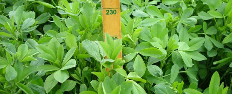 Organik Gübrelemenin Avantajları