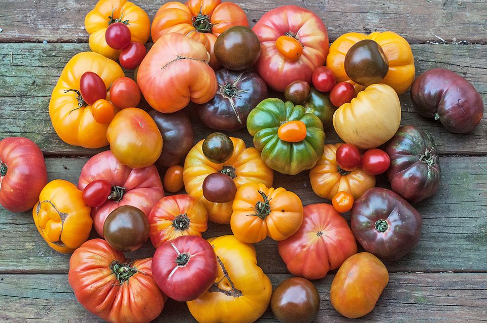 Örtüaltı Domates Yetiştiriciliği