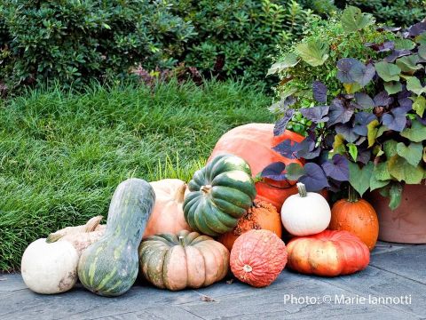 Kabak Yetiştiriciliği