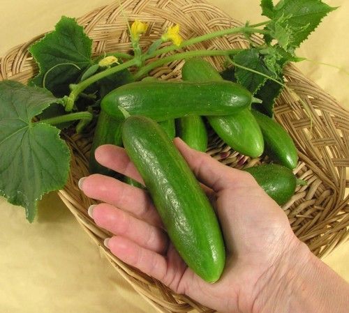 Hıyarın Faydaları Ve Zaraları Nelerdir?