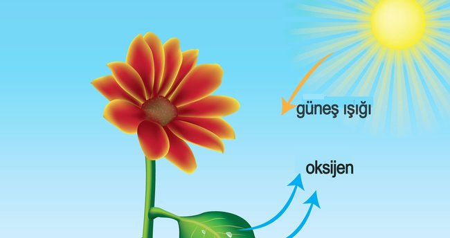 Bitkilerde Fotosentez Olayı Nasıl Gerçekleşir?