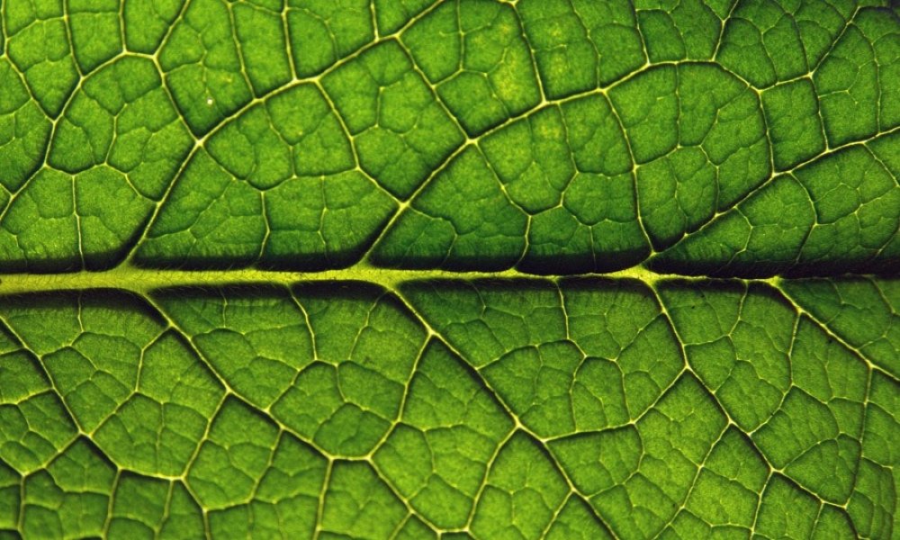 Bitkilerde Fotosentez Olayı Nasıl Gerçekleşir?