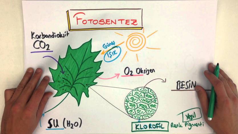Bitkilerde Fotosentez Olayı Nasıl Gerçekleşir?