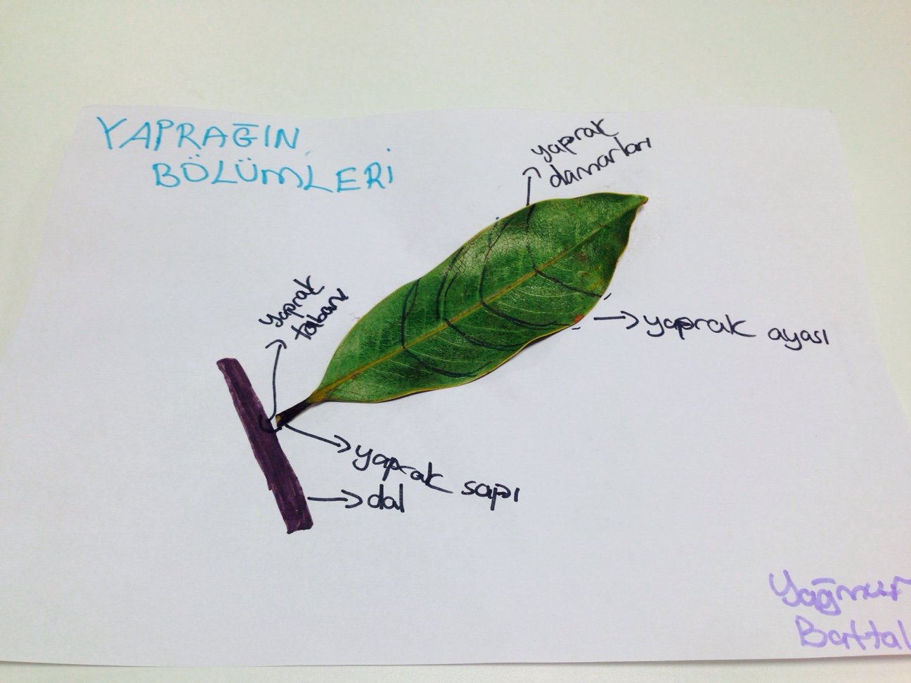 Bitkilerde Fotosentez Olayı Nasıl Gerçekleşir?