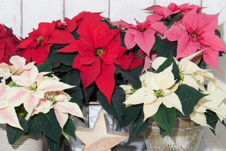 Ponsetya (Atatürk Çiçeği)