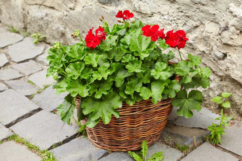 Sakız Sardunya Sakız Sardunya