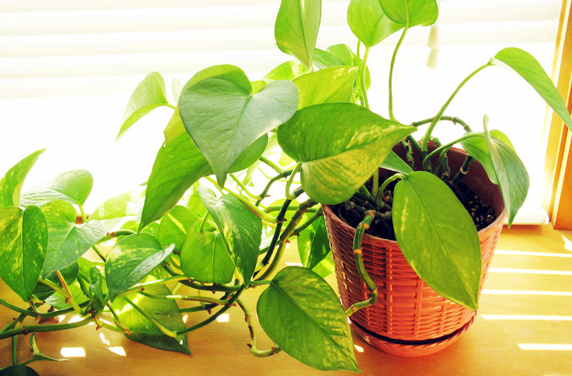 Patos Sarmaşığı (Ok Başı Sarmaşığı) Patos Sarmaşığı (Ok Başı Sarmaşığı)