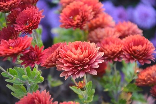 Krizantem (Kasımpatı) Çiçeği Krizantem (Kasımpatı) Çiçeği