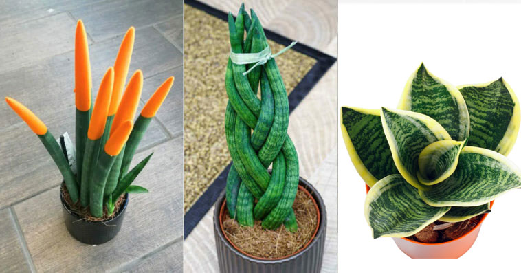 Paşa Kılıcı Bitkisi Sanseverya (Paşa Kılıcı, Peygamber Kılıçı)