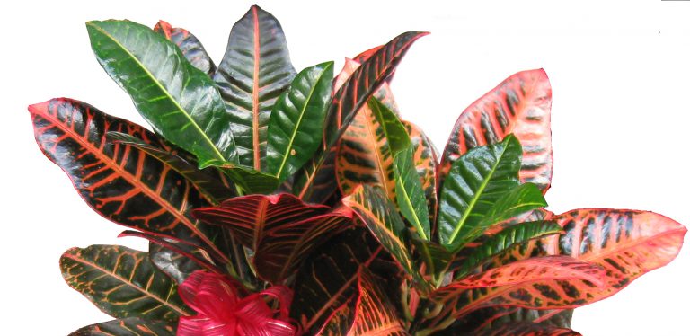 Kroton Bitkisi Kroton Bitkisi