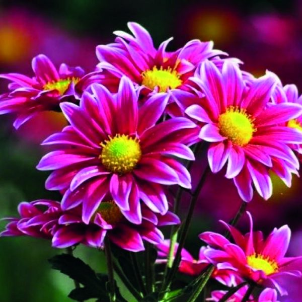 Krizantem (Kasımpatı) Çiçeği Krizantem (Kasımpatı) Çiçeği