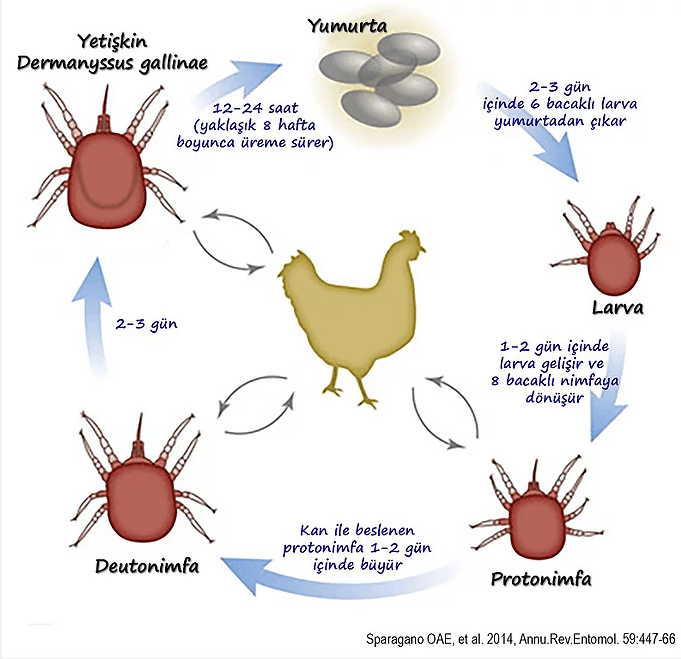 Kırmızı Tavuk Biti (Dermanyssus Gallinae)