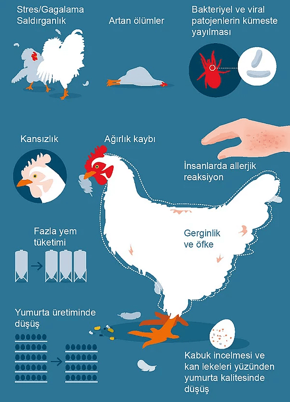 Kırmızı Tavuk Biti (Dermanyssus Gallinae)