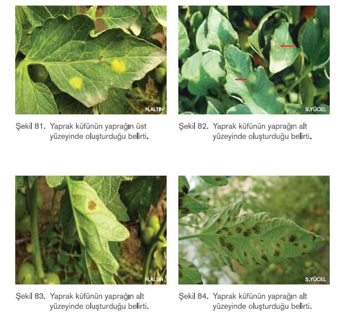 Domates Yaprak Küfü Hastalığı