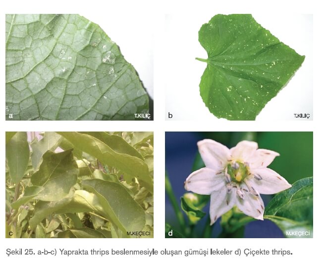 Tütün Thripsi