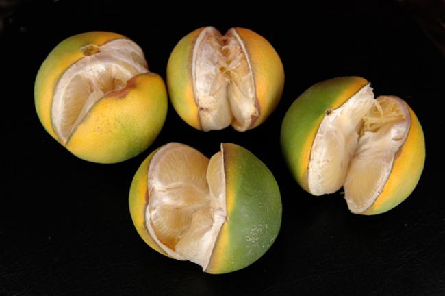 Meyve Ve Sebzelerde Çatlamaların Engellenmesi İçin