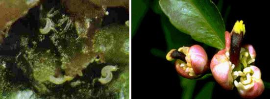 Turunçgil Tomurcuk Akarı