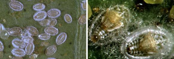 Turunçgil Pamuklu Beyaz Sineği