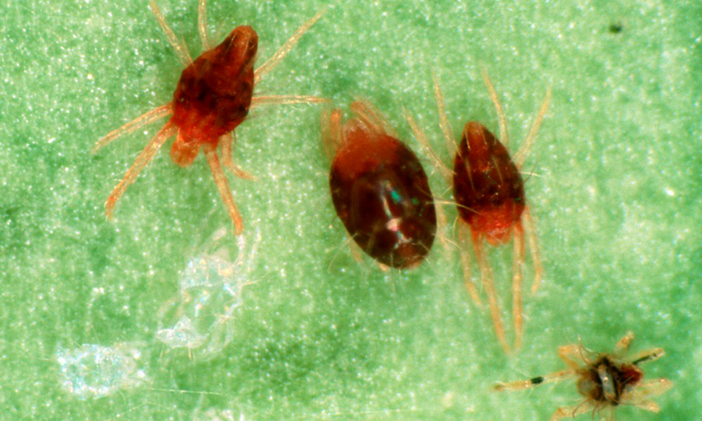 Turunçgil Kırmızı Örümceği