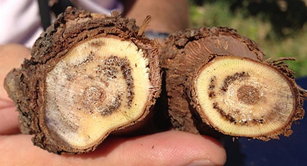 Bağlarda Kav Hastalığı