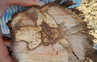 Bağlarda Kav Hastalığı