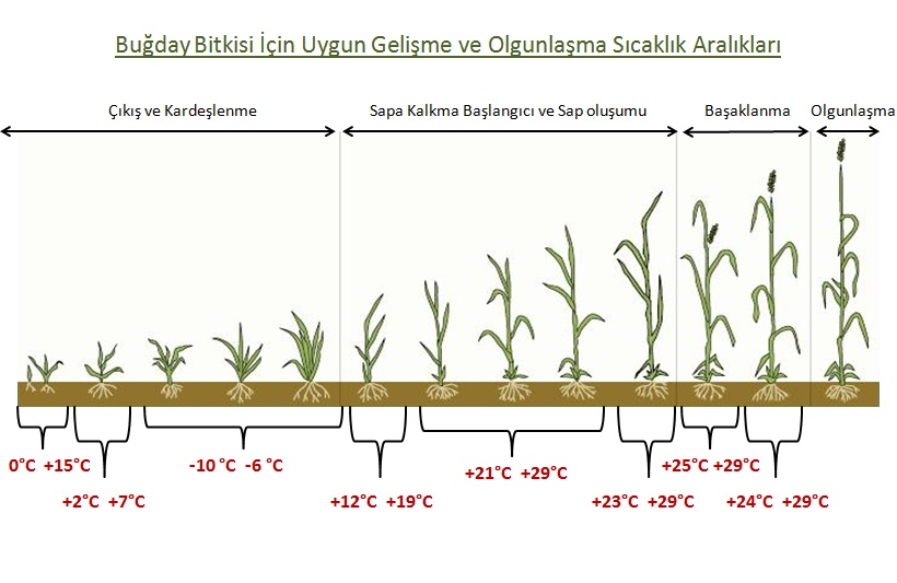 Buğdayda Çökerten Hastalığı