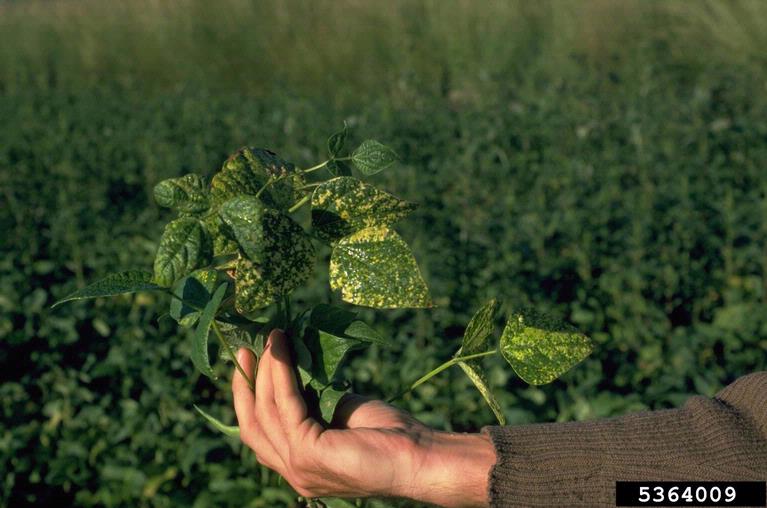 Fasulye Adi Mozaik Nekroz Virüsü Belirtileri, Nedenleri Ve Mücadelesi