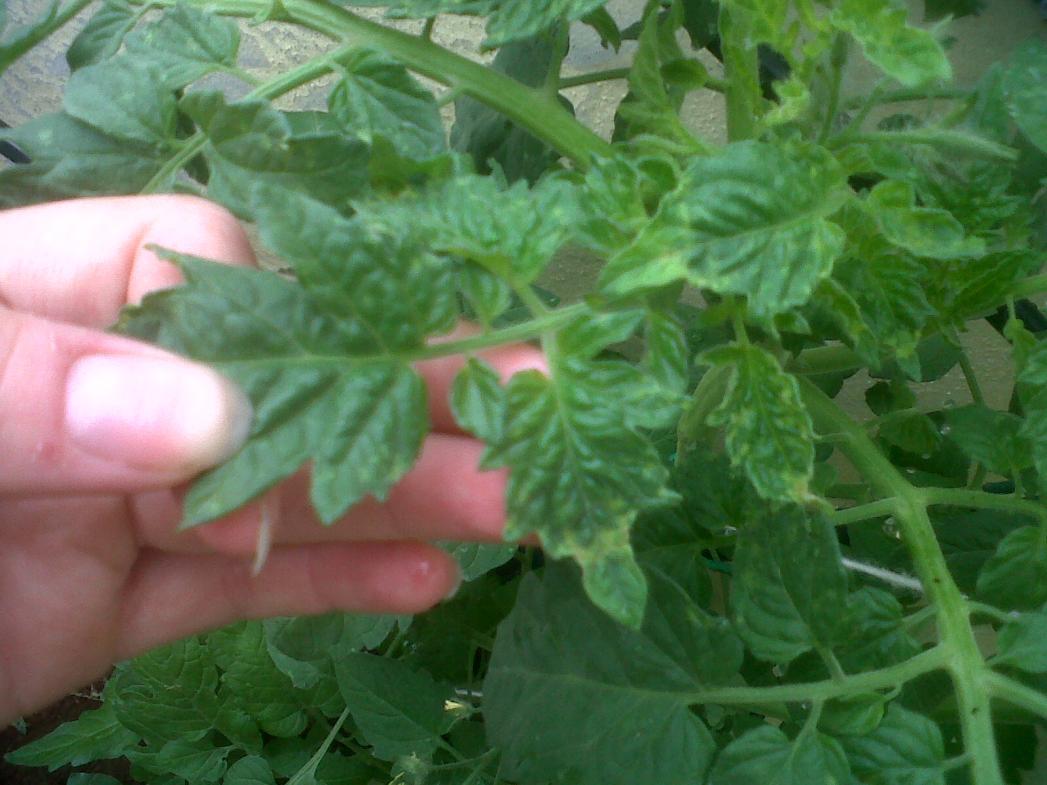 Domates Mozaik Virüsü Belirtileri, Nedenleri Ve Mücadele Yöntemleri