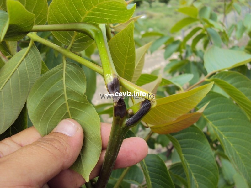Ceviz Bakteriyel Yanıklığı Hast. Belirtileri, Nedenleri Ve Mücadelesi