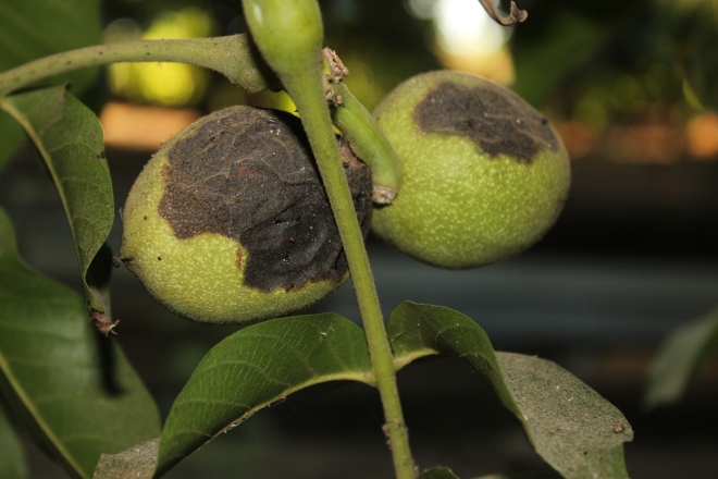 Ceviz Bakteriyel Yanıklığı Hast. Belirtileri, Nedenleri Ve Mücadelesi